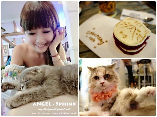「曼谷貓餐廳6」平價多貓名揚海外名聲響叮噹 Caturdaycat cafe