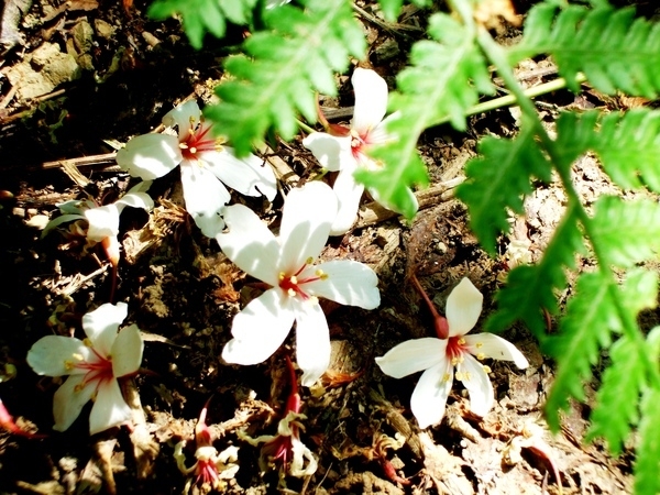 賞花行?恐怖健行!