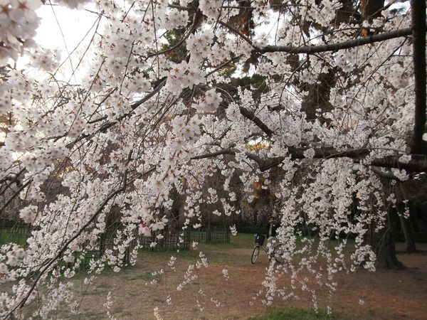 京都第三天:嵐山+金閣寺+京都御苑(3)
