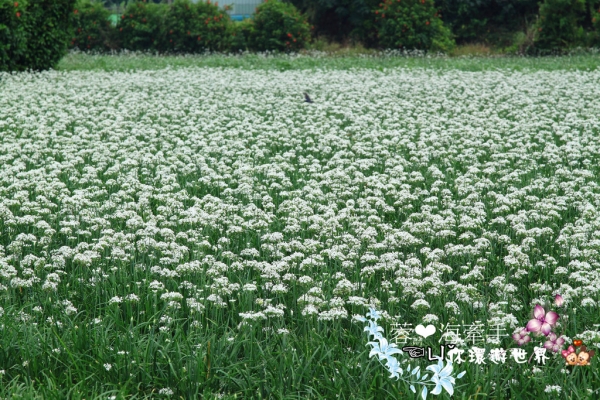 【桃園】秋初。台灣竟下起九月雪來啦ღ大溪中新里韭菜花田