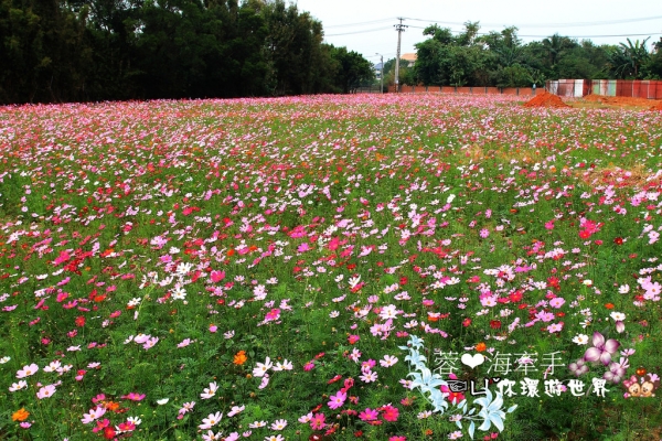 【龍潭】不走遠。路旁就有色彩繽紛的花海ღ大波斯花海