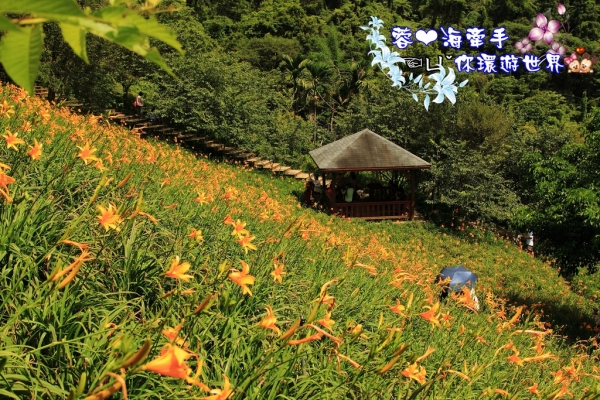 【台中】不讓花東地區的金針花專美於前,這裡也有滿山滿谷的金針花海ღ沐心泉休閒農場