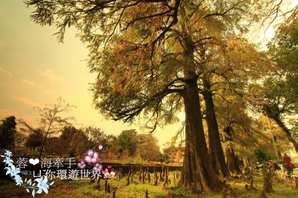 【宜蘭】古厝前也有如油畫般的國外美景ღ陳氏鑑湖堂。落羽松園