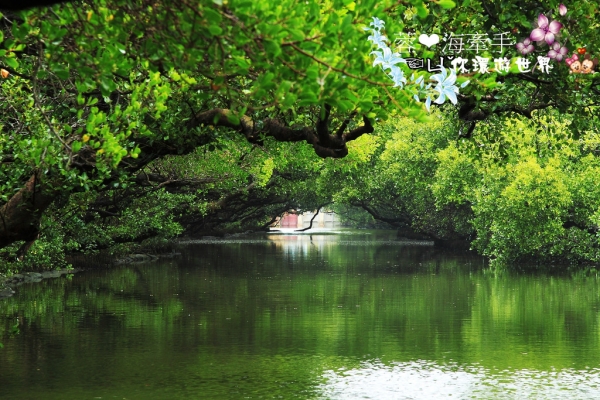 【台南】如詩如畫の綠色隧道。台灣袖珍版亞馬遜河ღ四草綠色隧道