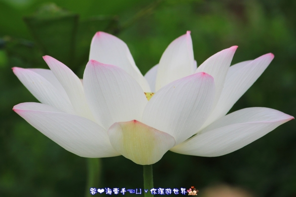 【桃園】假日無處去。牽手賞蓮趣~ღ2013年觀音蓮花季