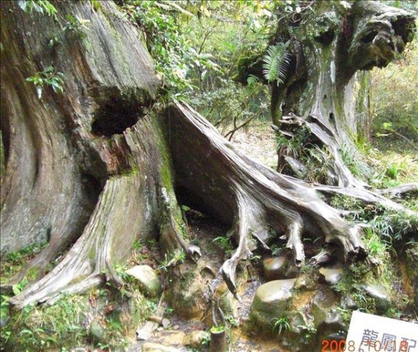 彰化、奮起湖、阿里山、新社古堡『2天1夜遊』(前傳)