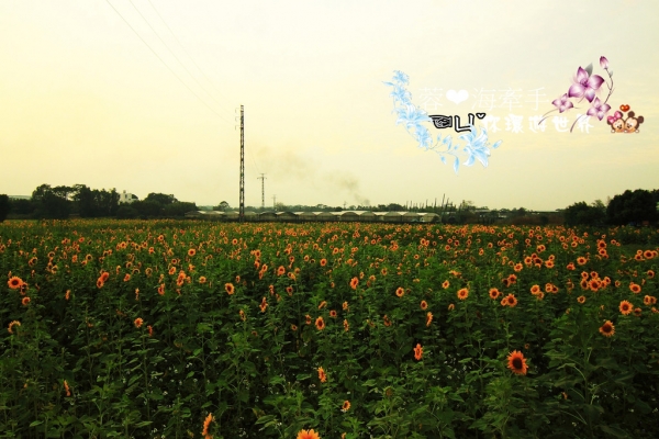 【平鎮】家裡的後花園。一大片黃金海被我們包場啦ღ向日葵花海
