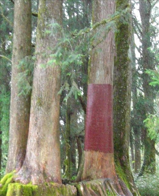 彰化、奮起湖、阿里山、新社古堡『2天1夜遊』(前傳)