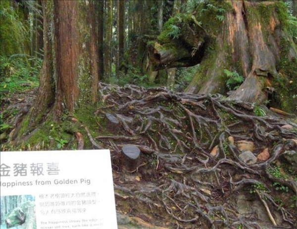 彰化、奮起湖、阿里山、新社古堡『2天1夜遊』(前傳)