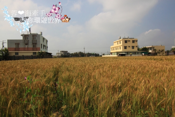【台中】一大片黃澄澄的麥穗。好似在國外ღ大雅麥田