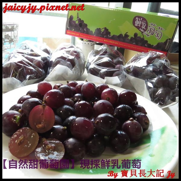 紫色鑽石來囉!【自然甜葡萄園】現採鮮乳葡萄