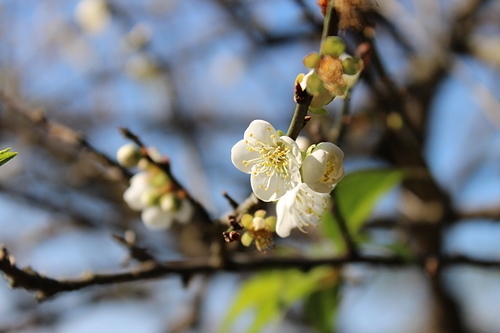 10201東勢私房景點賞梅花