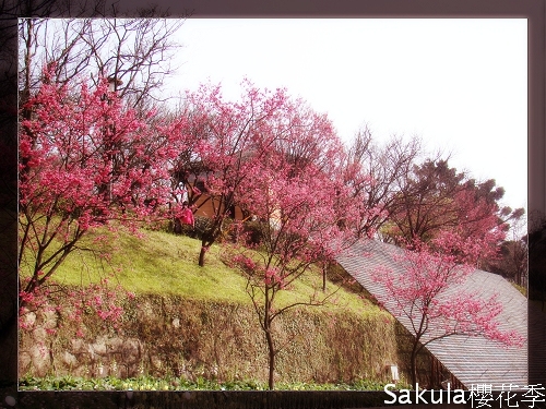 【櫻花季】陽明山
