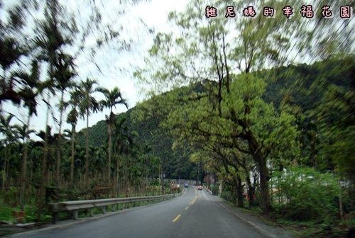 【台中】二月櫻花開,我們和武陵農場有約