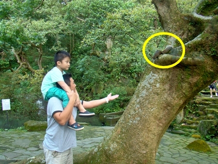 貳。陽明山景觀餐廳之下午茶時光