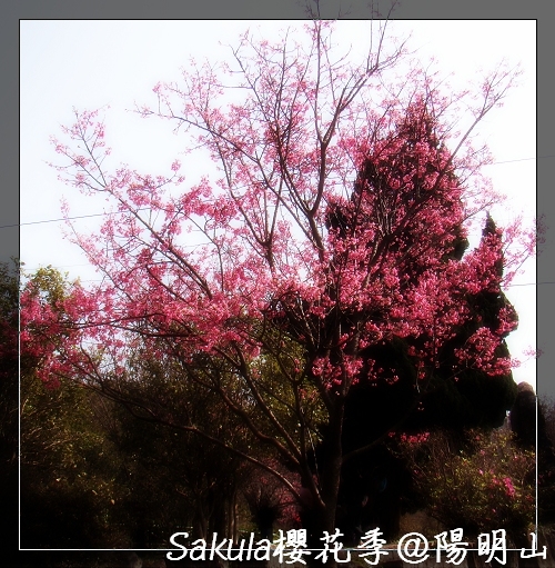 【櫻花季】陽明山