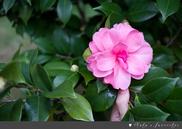 餐厅外的茶花,多麼明艳娇美.