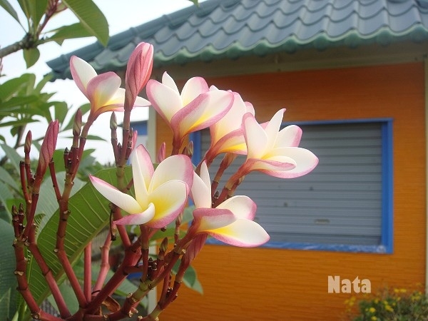 Orange cafe house。小摺。雞蛋花