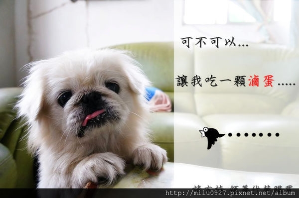 (寵物) 我只是想吃一顆滷蛋而已 北京犬的生活紀錄