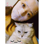 妝前保養+按摩術公開♥解決不貼妝，臉部浮腫和氣色不佳的好方法(≧∇≦)/